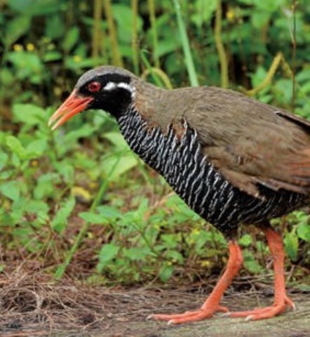 ヤンバルクイナ